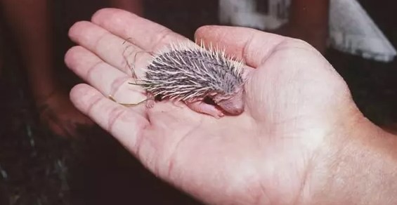 Centre de soins pour hérissons – Février 2023
